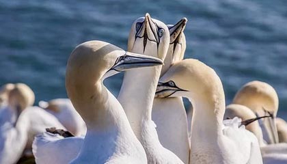 bsport-太阳击败尼克斯，常规赛巅峰对决中杜兰特锁死对手，太阳对尼克斯聚胜顽球汇