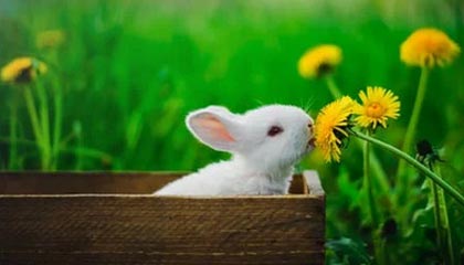 b体育网页版登录入口-中国篮球青少年训练营体系构建与评价，青少年篮球训练中心简介