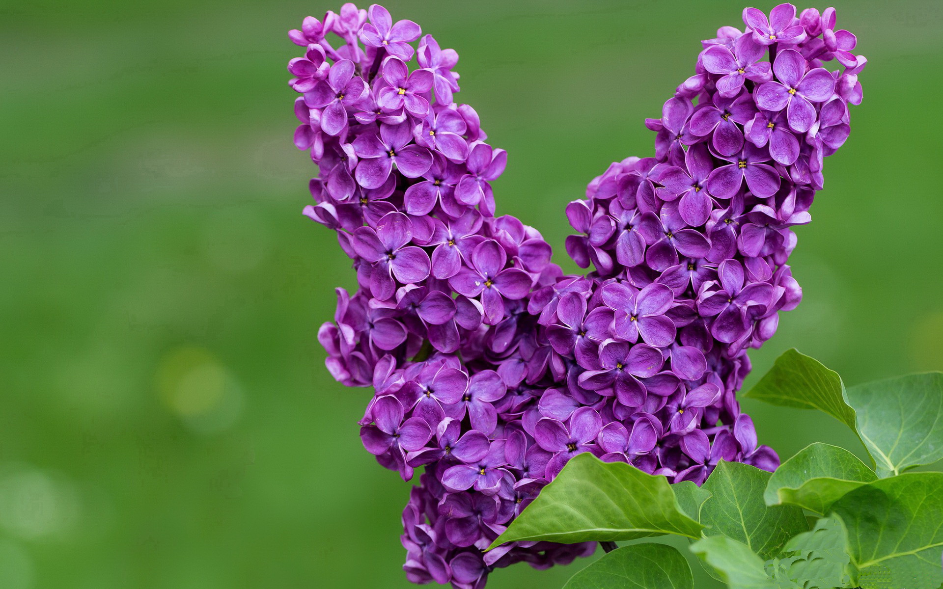 B体育(CHINA)官方网站-_凯尔特人稳步前行，领跑联盟_，凯尔特人报团