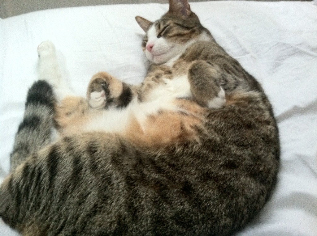 _凯尔特人稳步领跑,士气高昂冲击冠军_,凯尔特人2022