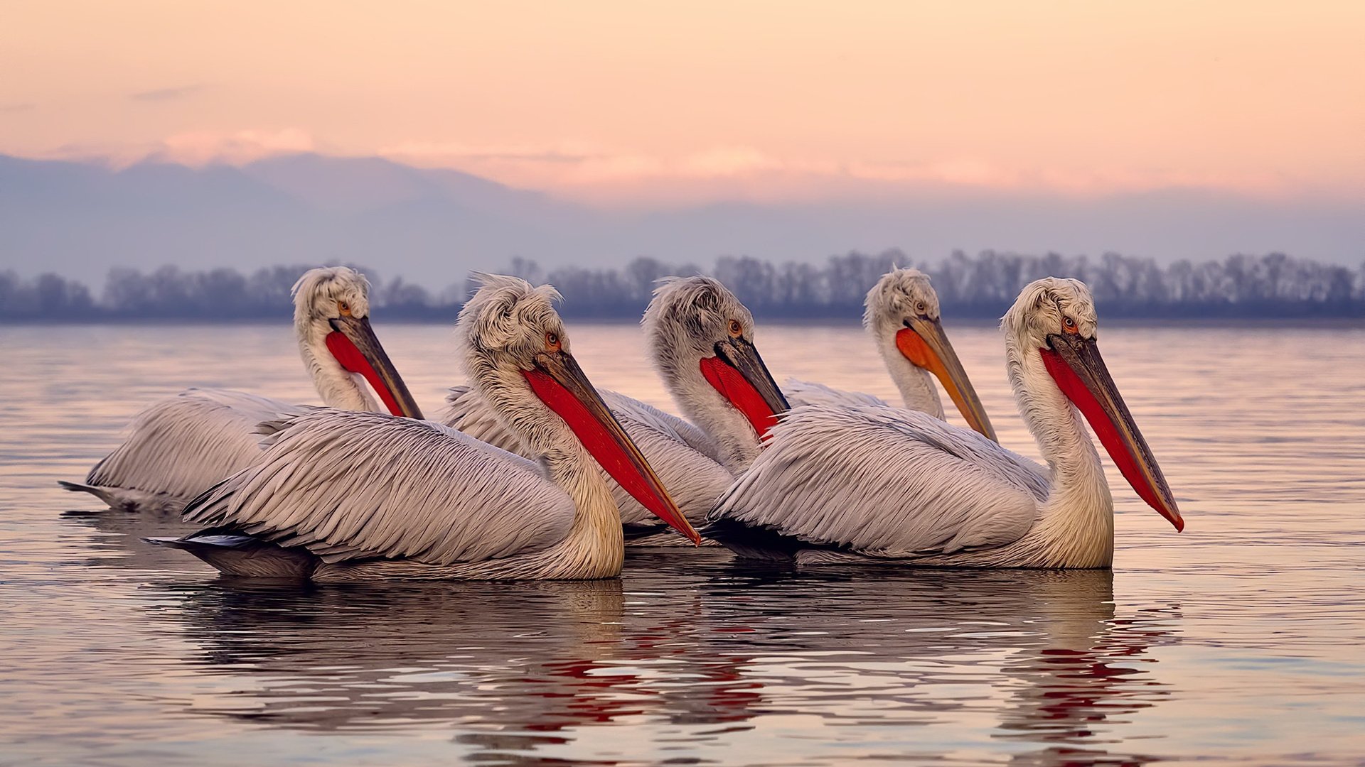 _火箭队追赶劲敌,比赛节奏紧凑激烈_,火箭队队