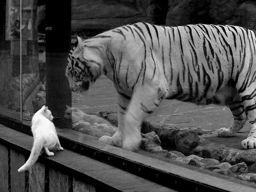 《比赛氛围升级：灯光、音响带来极致感官体验》