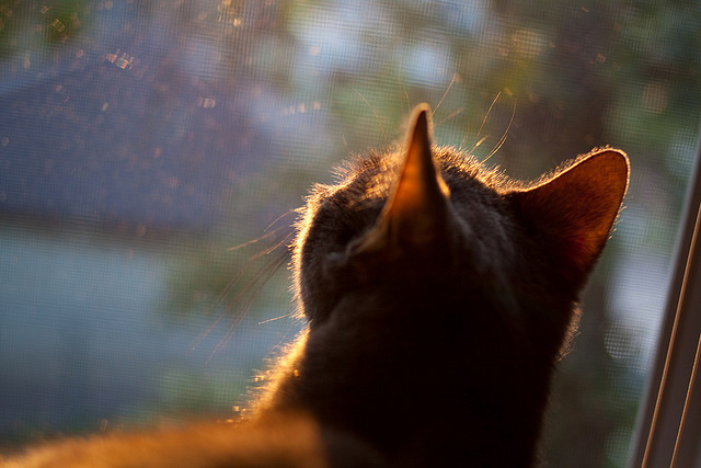 意甲不断扩大国际合作,开拓全球市场,意甲引援