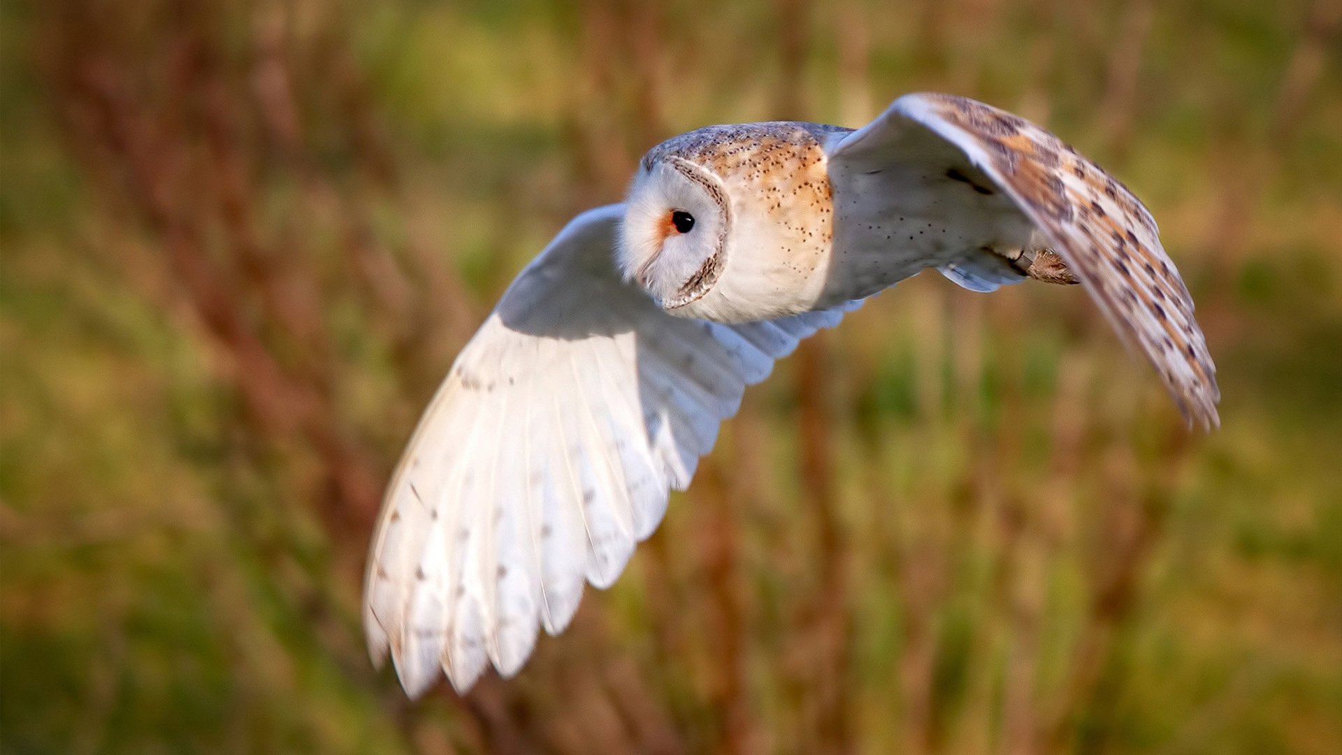 法国橄榄球队在主场表现出色,获得季军,法国top14橄榄球联赛