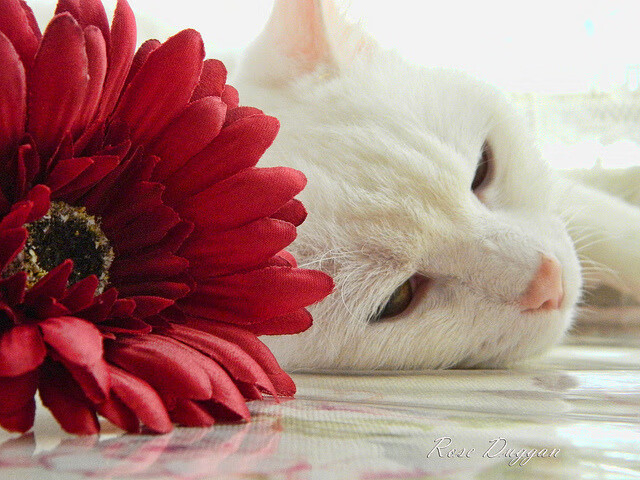 环保材料在赛车中的应用新进展,汽车环保材料在汽车上的使用前景