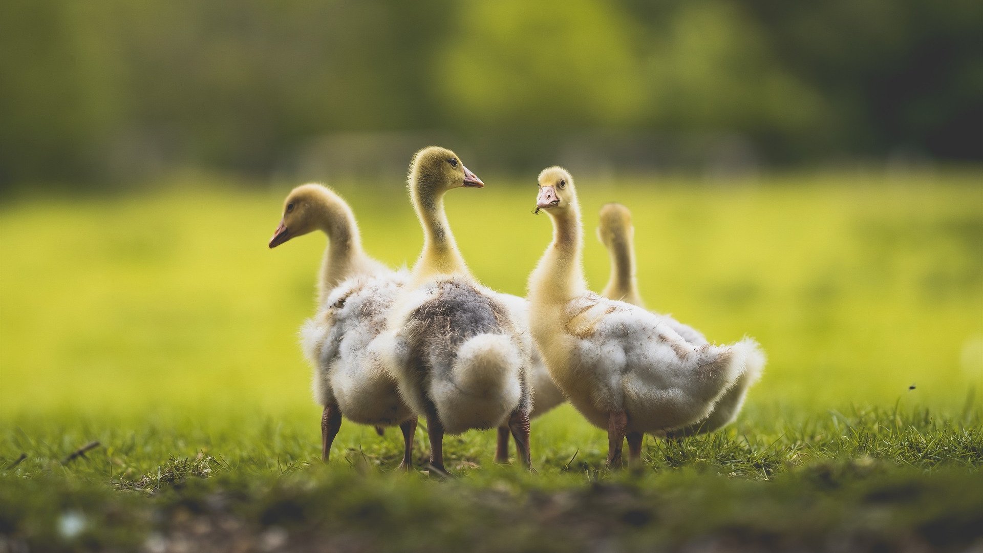 东南亚精英争霸战:势均力敌胜负难料,东南亚霸主