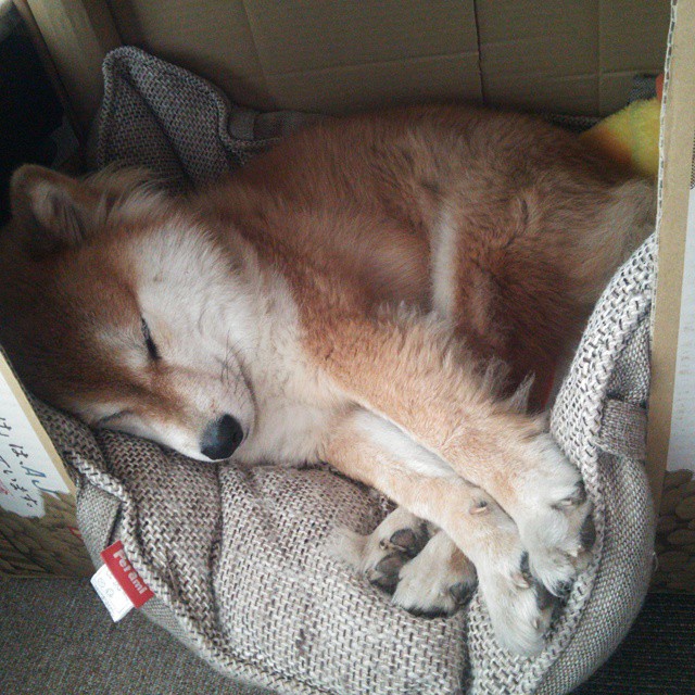 凯尔特人击败森林狼,关键一役中塔图姆创下生涯新高,塔图姆顶薪续约凯尔特人