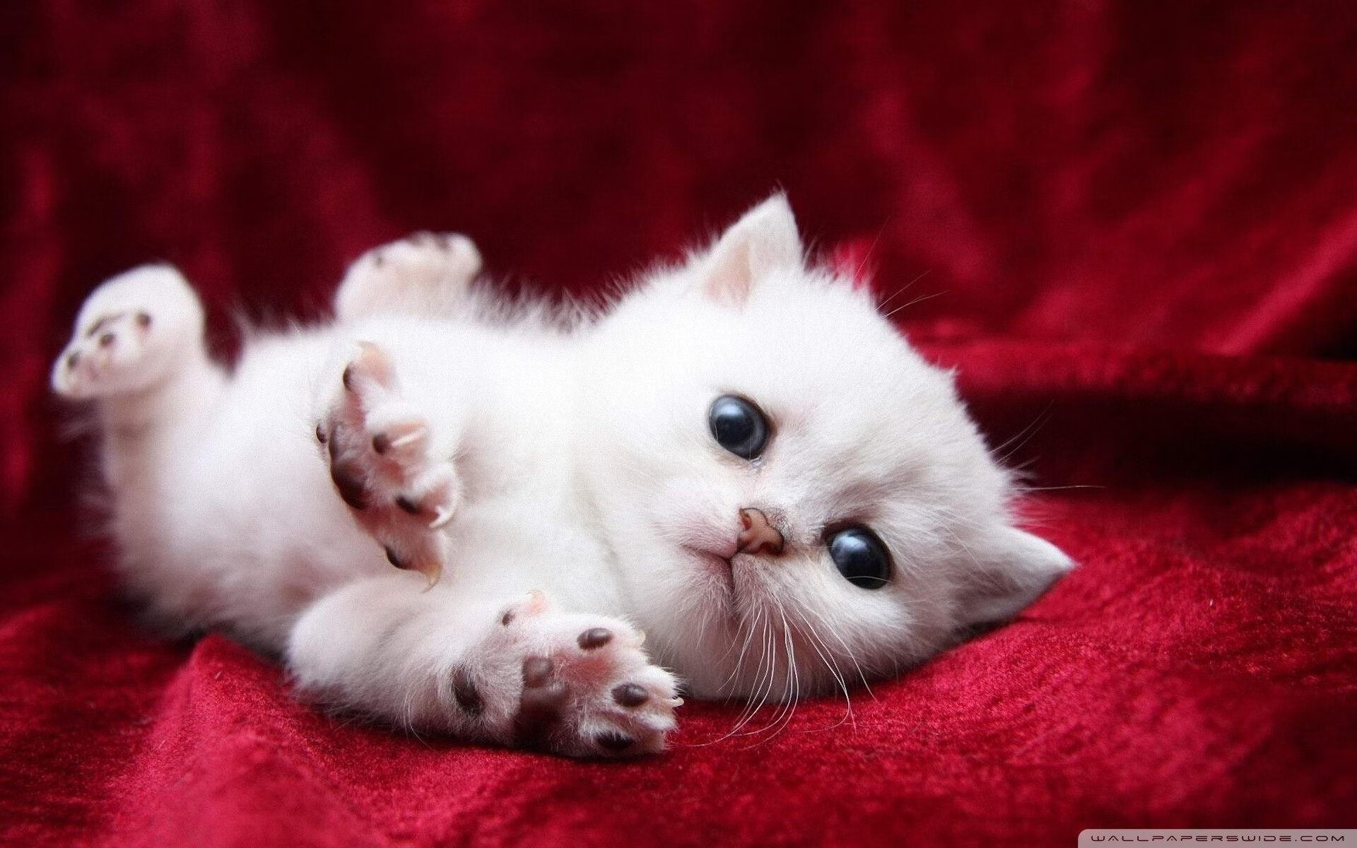 北京首钢调整阵容,提升球队竞争力,北京首钢今年阵容