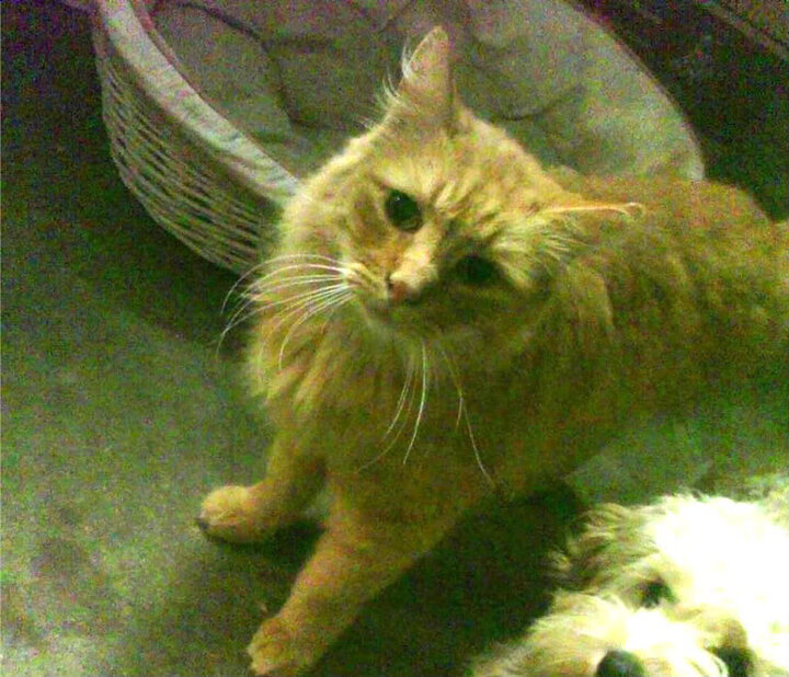 山东高速球队关键时刻发挥稳定,曝山东高速集团即将接手山东男篮