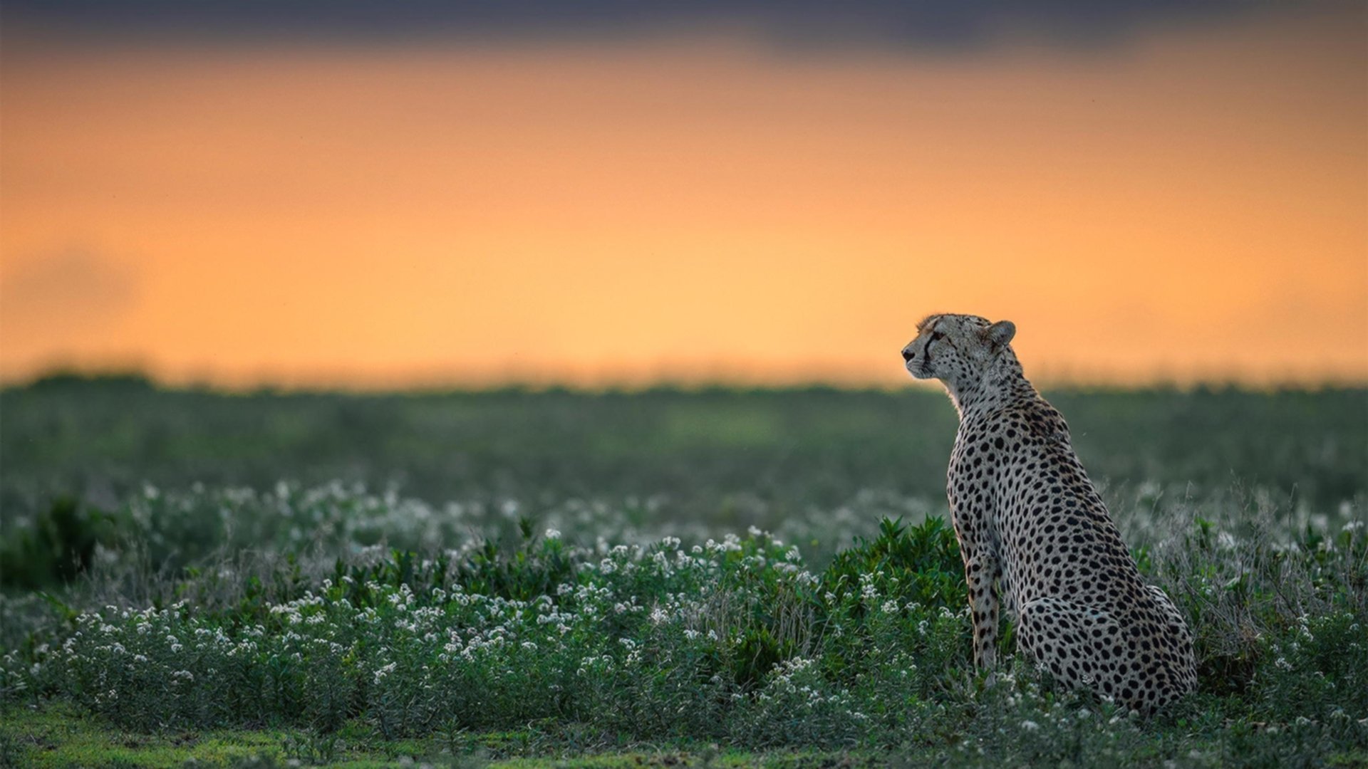 弗拉门戈球员健康状况良好,弗拉门戈2020球衣