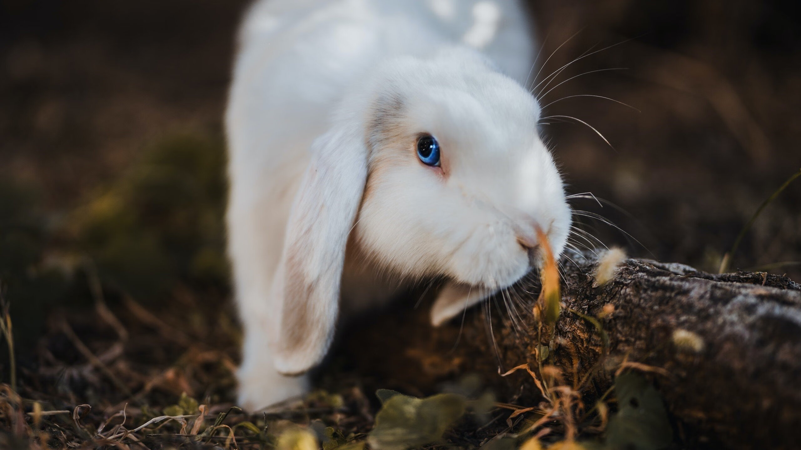 猛龙队球队深度优势显著，猛龙队球队深度优势显著吗