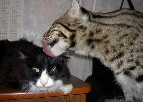 索尔达托强调防线作用,国际米兰后卫表现绝佳,索尔达多