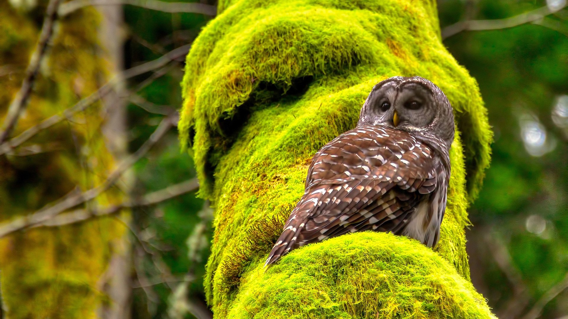 B 体育官网-豪门后备队是否应更多参与高级别联赛锻炼，豪门队报