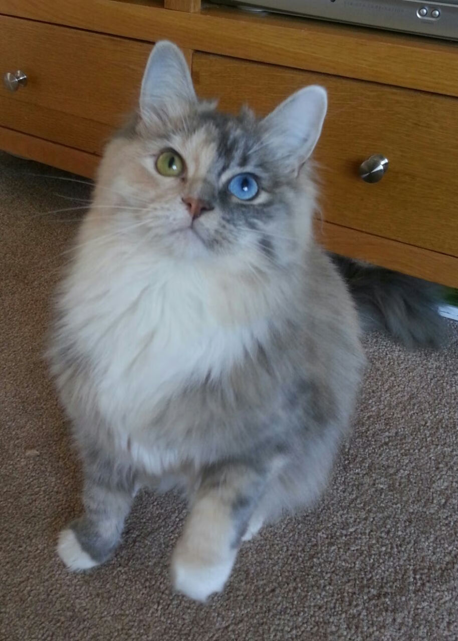 阿斯顿维拉客场0-1惜败阿森纳,防守端表现稳健,阿斯顿维拉球队阵容