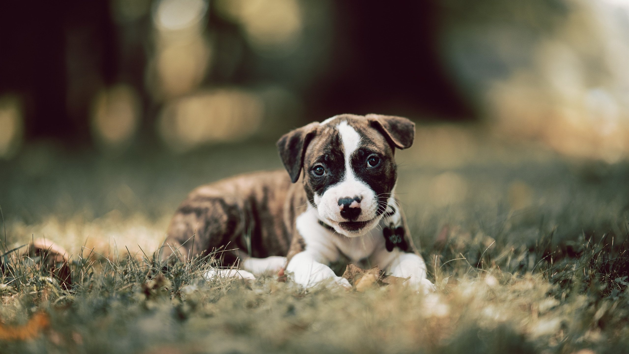 马德里竞技遭遇曼城,无缘半决赛,马德里竞技遭遇曼城,无缘半决赛
