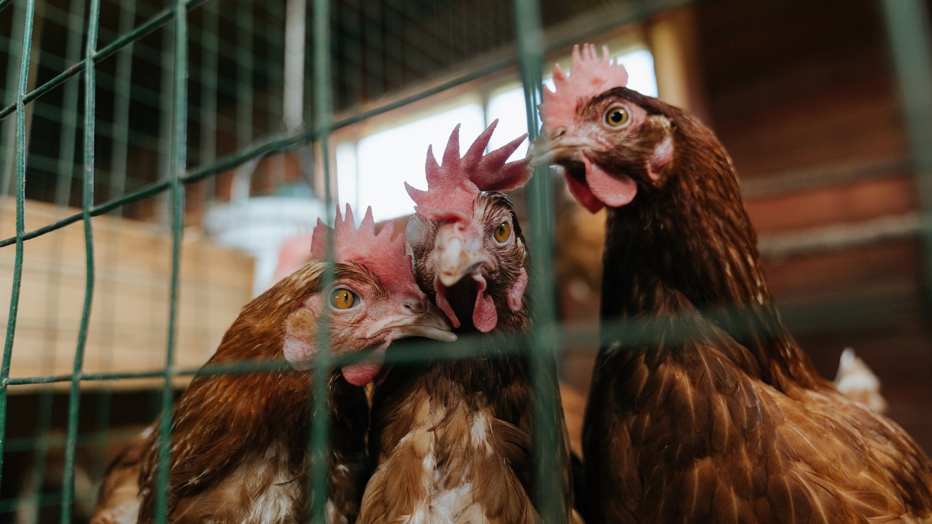 中国男篮队长表示全队状态逐步回暖,中国男篮蓝队队长