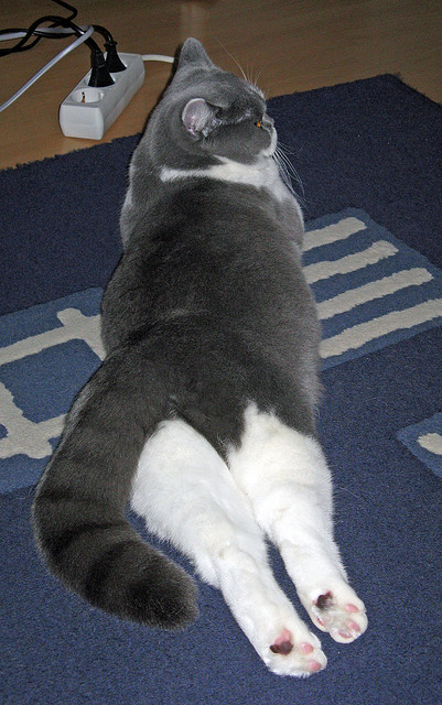 国家队缺乏梯队传承型中场组织核心，国家队缺乏梯队传承型中场组织核心力量