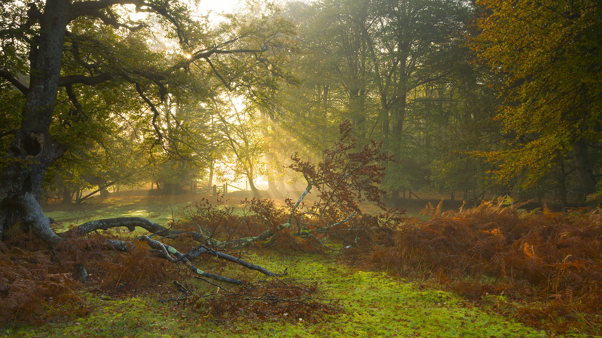 埃及队未来规划:全方位打造高水平乒乓队伍,埃及乒乓球男团名单