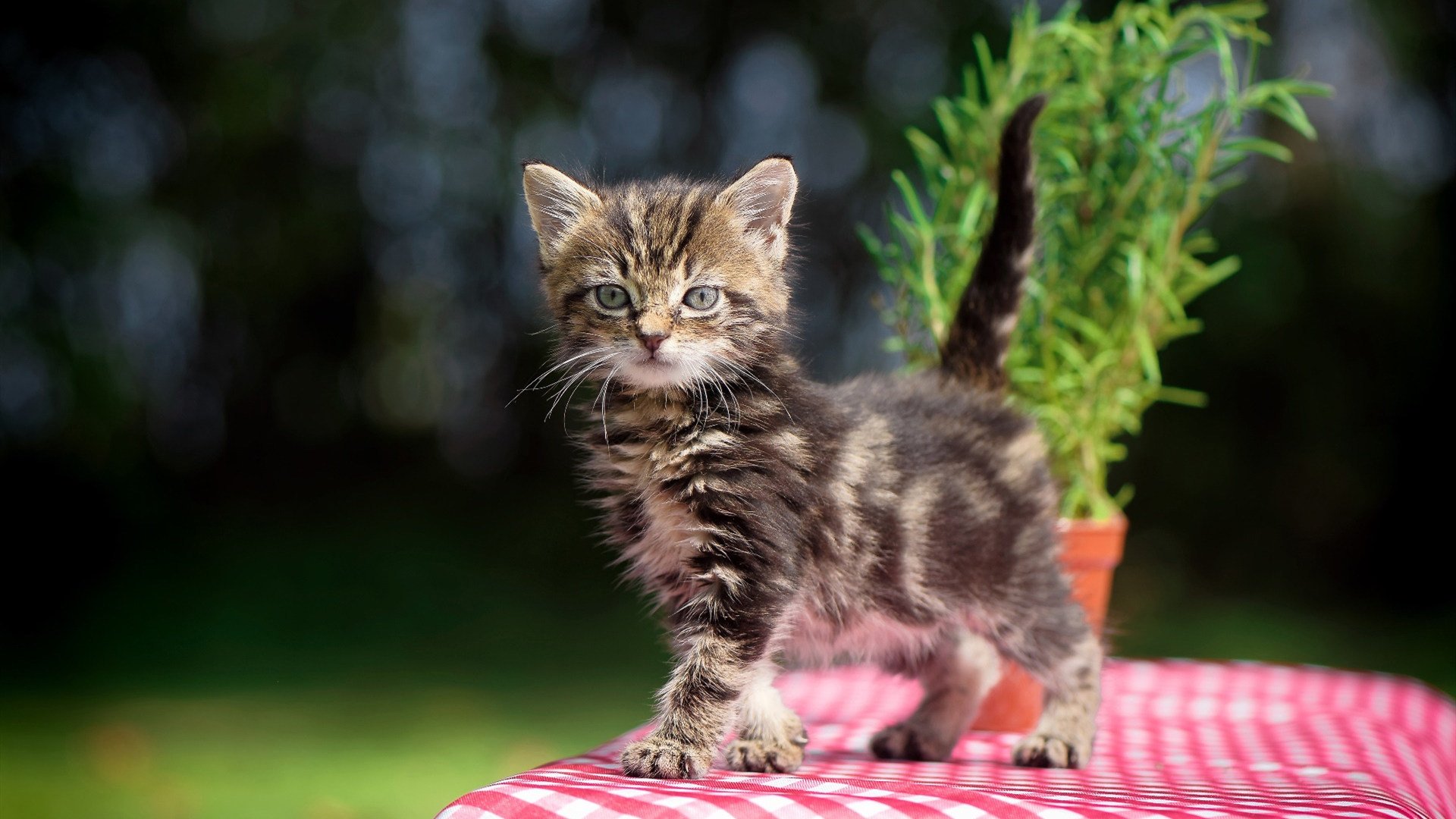 波兰队未来目标：如何在国际赛场上迎头赶上强队，波兰队战绩