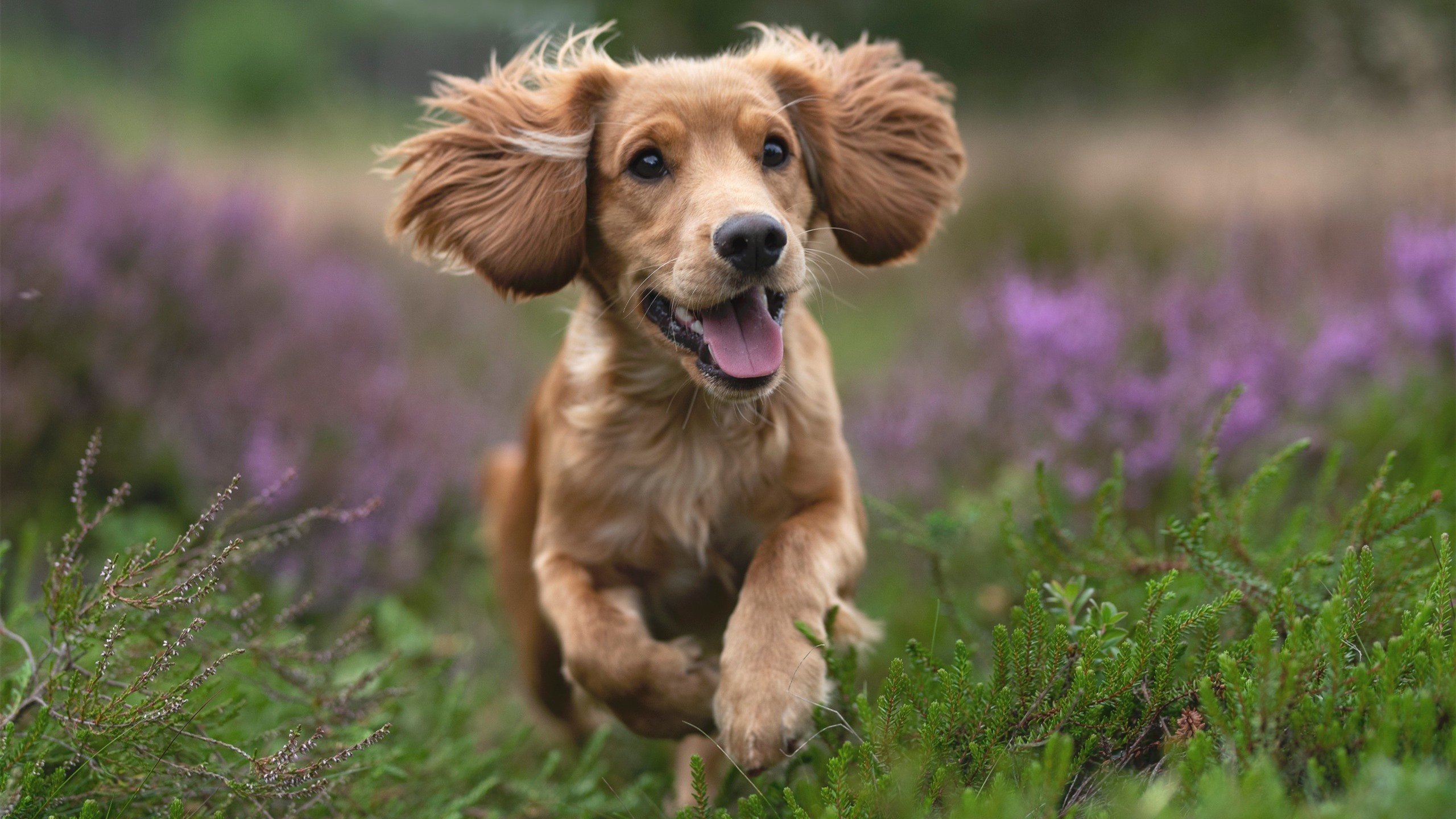 波兰队未来目标：如何在国际赛场上迎头赶上强队，波兰队战绩
