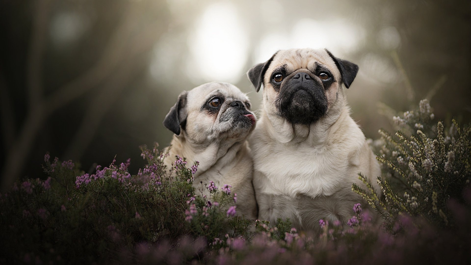 美国选手划水周期加快，冲刺更激进，划水冠军表情包