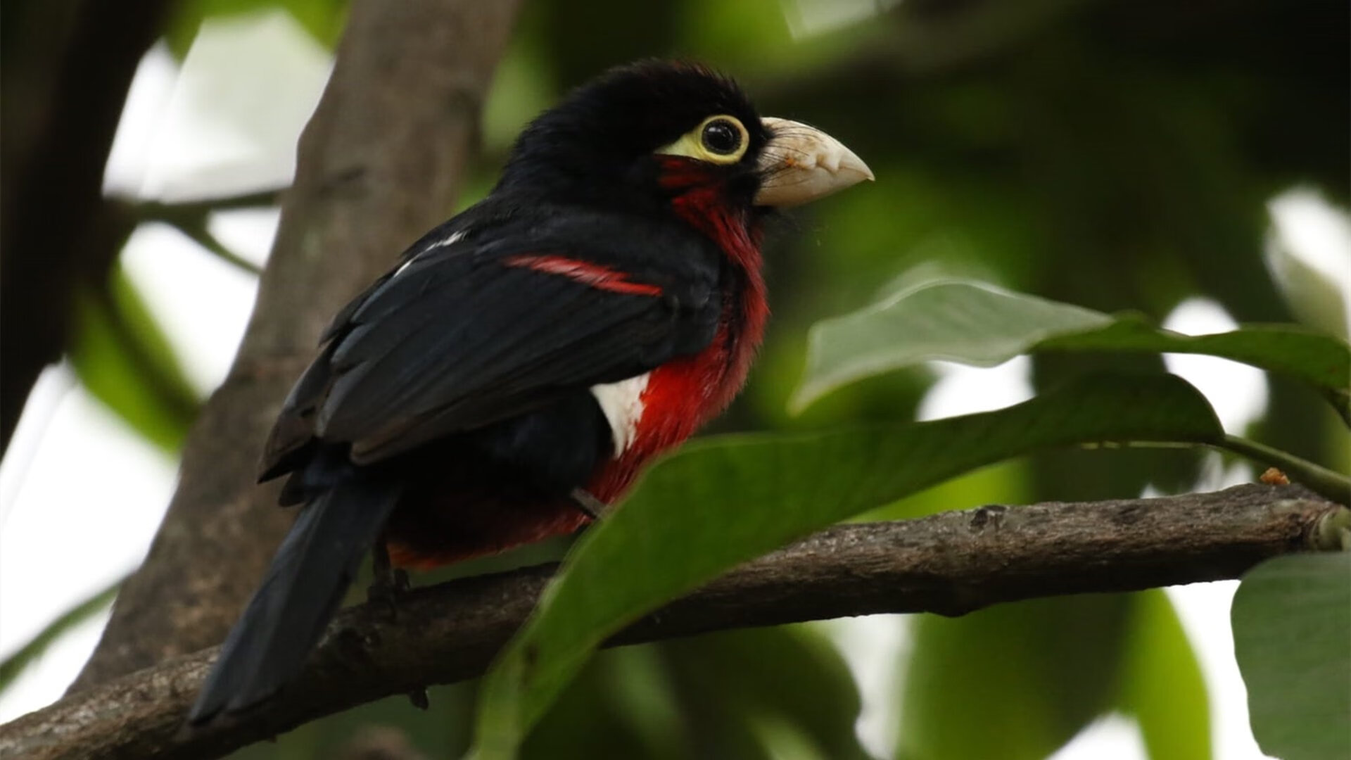 b体育(sports)官方网站-德甲极限比赛：高强度攻防的巅峰展现，德甲经典比赛